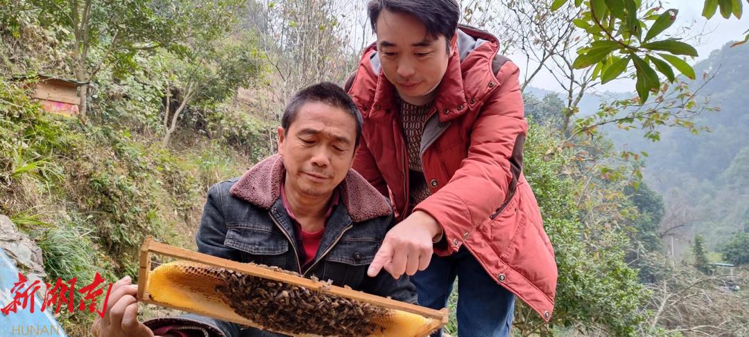 城步汇蜂农业养蜂协会：做强“甜蜜事业”  让蜂农日子比蜜还甜_邵商网